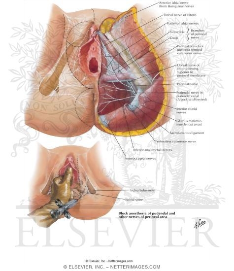 Nerves of Perineum and External Genitalia: Female