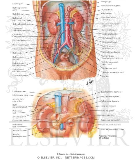 Kidneys In Situ: Anterior Views