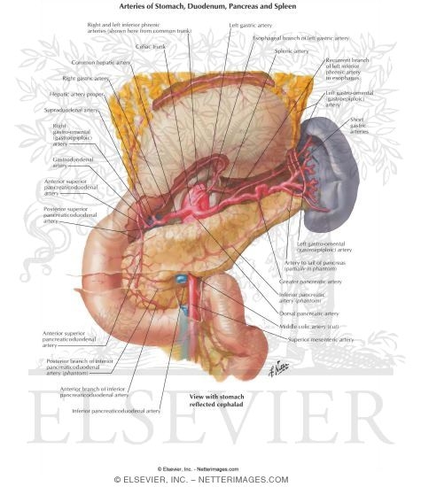 arteries stomach