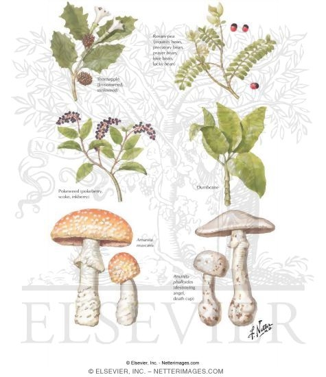 Some Common Poisonous Plants - Runge IM 1E Figure 6-1