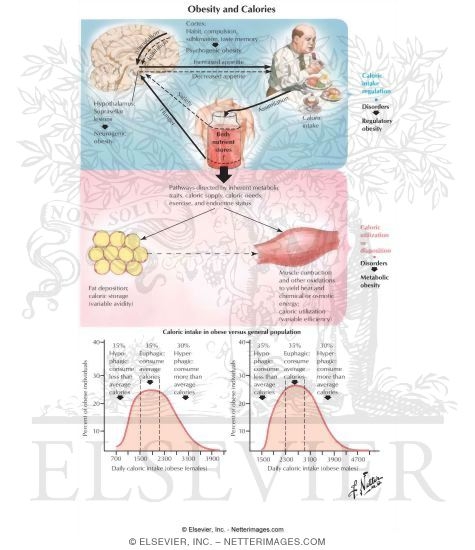 Obesity and Calories