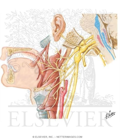 Vagus Nerve Branches. spine Vagus+nerve+neck