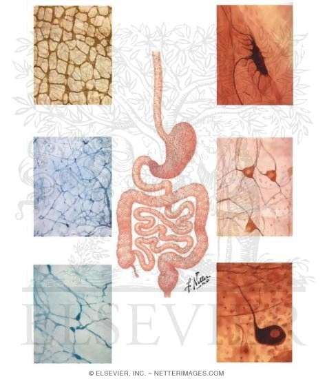 Enteric Plexuses