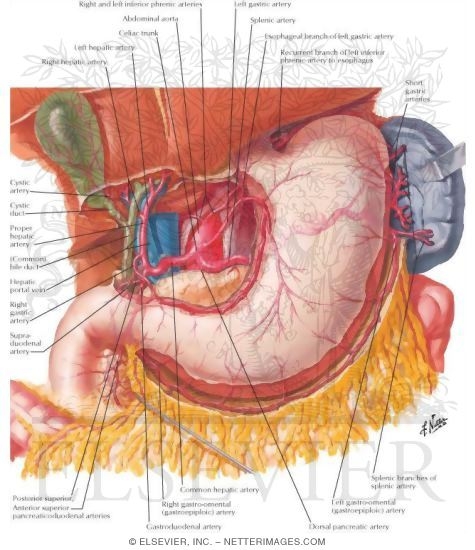 Arteries of Stomach, Liver and Spleen
Blood Supply of Stomach and Duodenum