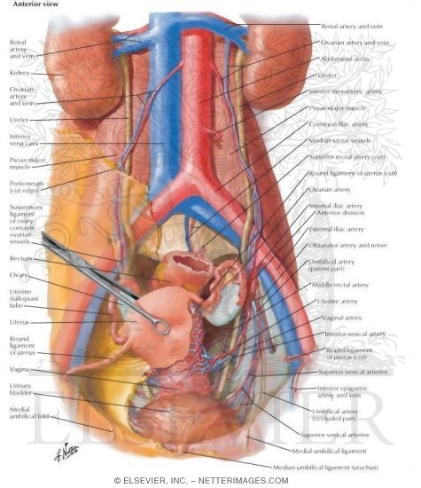 Arteries and Veins of Pelvic Organs: Female
Blood Supply of Pelvis I
