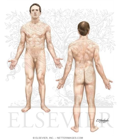 Anatomical Position of the Body