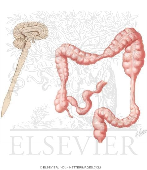 Motility and Pathophysiology of the Colon