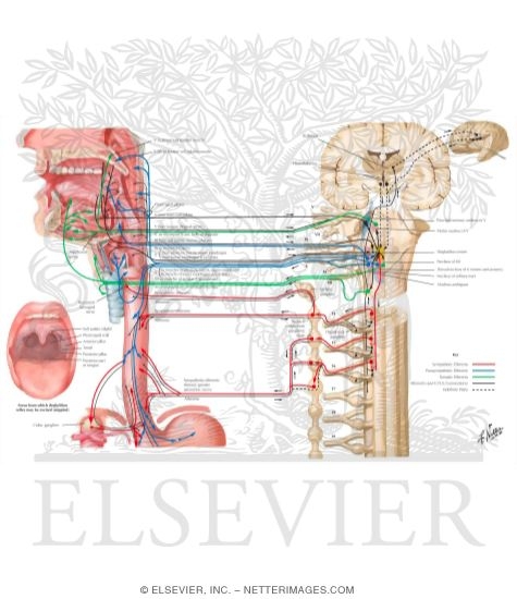 Neuroregulation of Deglutition
