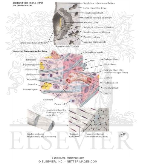Samples of Epithelia and Connective Tissue