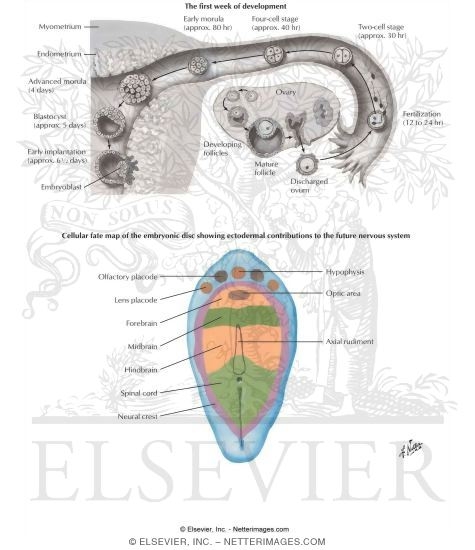 Cell Differentiation and Cell Fates