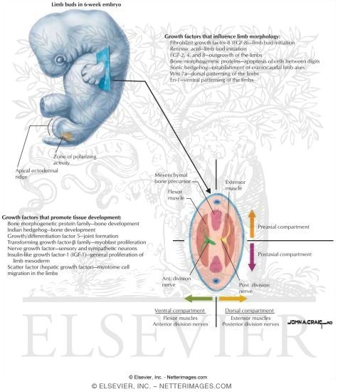 Growth Factors