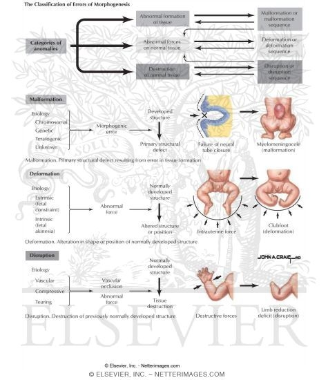 Developmental Defects