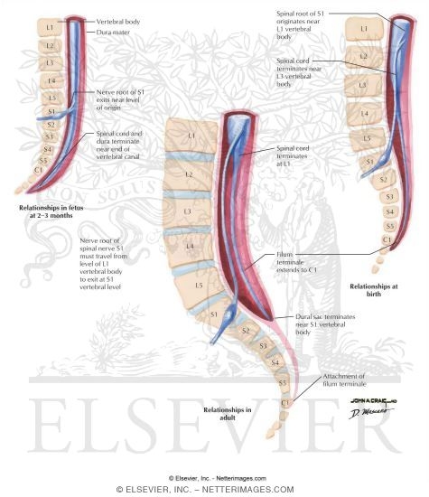Spinal Cord Relation to Meninges and Vertebra
Growth of the Spinal Cord and Vertebral Column