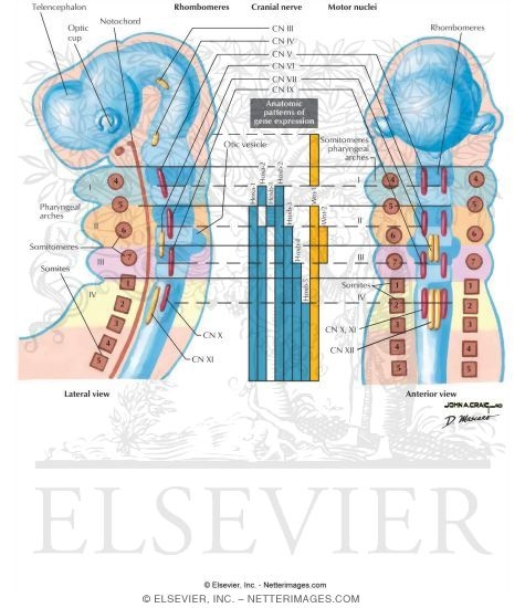 Segmentation of the Hindbrain