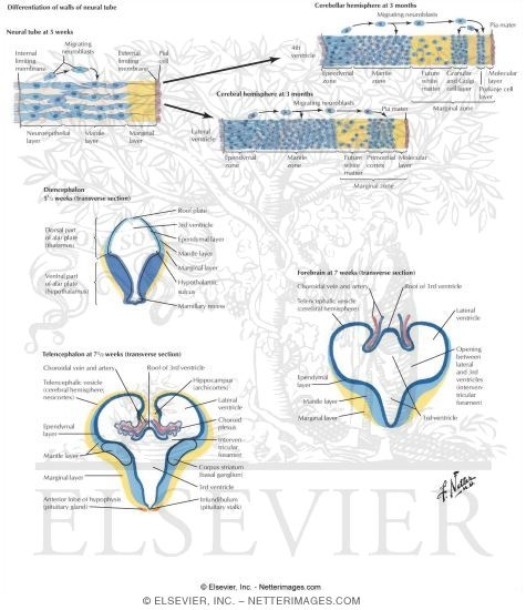 Forebrain Wall and Ventricles