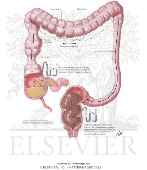 Motility of Large Intestine
Colonic Motility