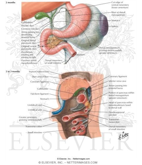 Relationships of Stomach at 2 Months;  Sagittal Section at 2 to 3 months