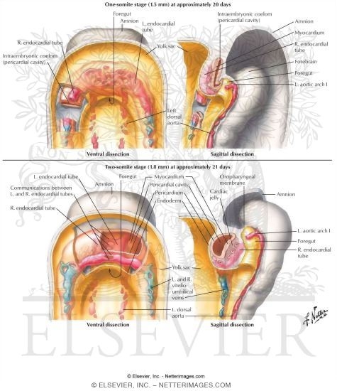 Formation of the Heart Tube