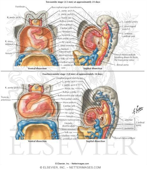 Formation of the Heart Loop