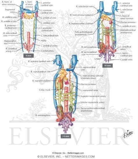 Development of the Major Blood Vessels