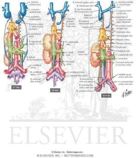 Transformation to the Postnatal Pattern