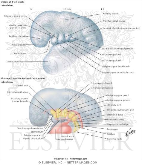 embryos at 5 weeks embryos at 5 weeks. embryos at 5 weeks