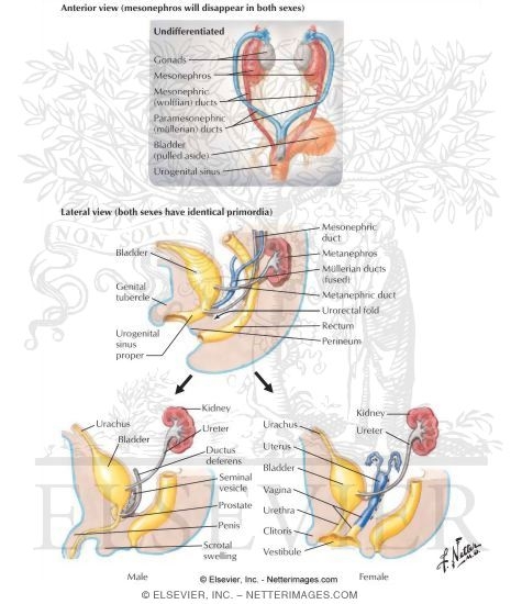 8-Week Undifferentiated (Indifferent) Stage