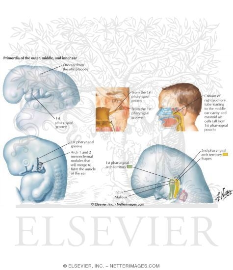 Summary of Ear Development