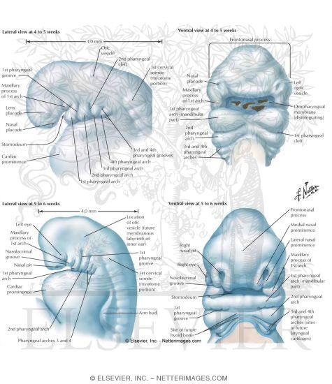 Development of the Face: 4 to 6 Weeks