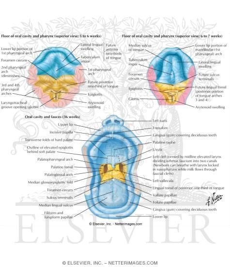 Floor of the Oral Cavity