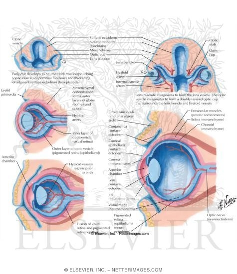 Orbit (Eye)