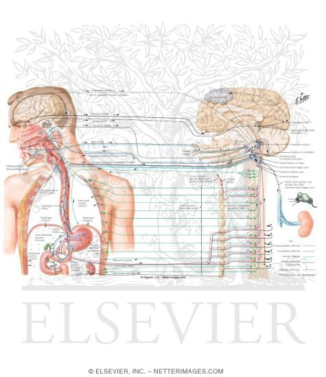 Physiology of Emesis