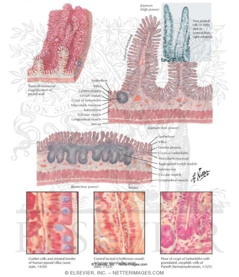 Microscopic Structure of the Small Intestine