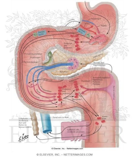 Protein Digestion