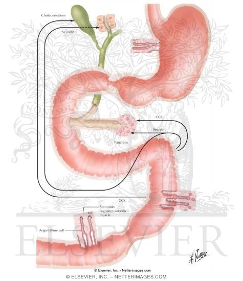 Gastrointestinal Hormones