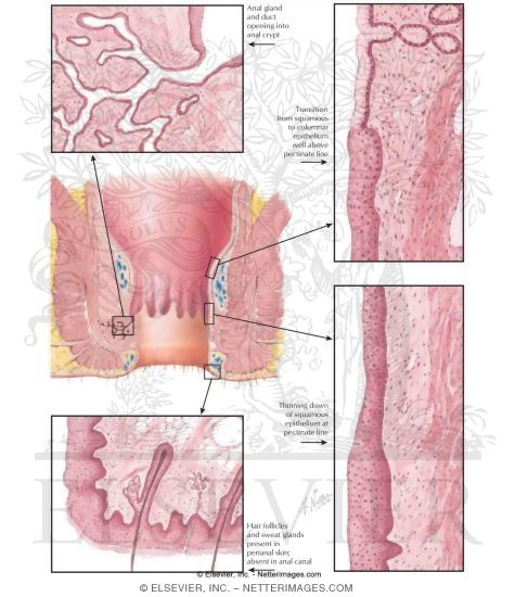 Rectum and Anal Canal