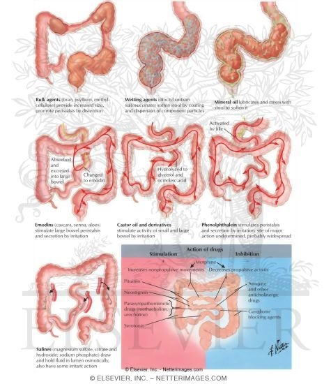 Effects of Drugs On the Intestine