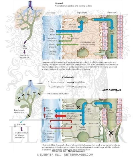 Hepatic Protein and Bile Acid Metabolism: Normal Serum Protein and Clotting Factors and Cholestasis