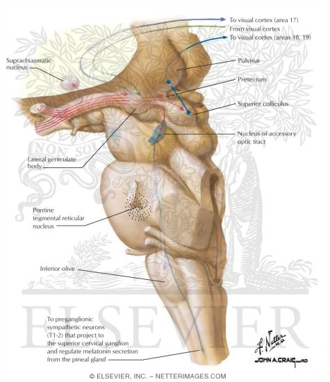 atlas netter's human