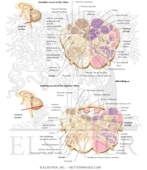Hypoglossal Nerve Intermedullary Course