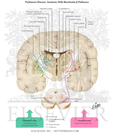 Neurophysiologic Basis for Parkinsonism
