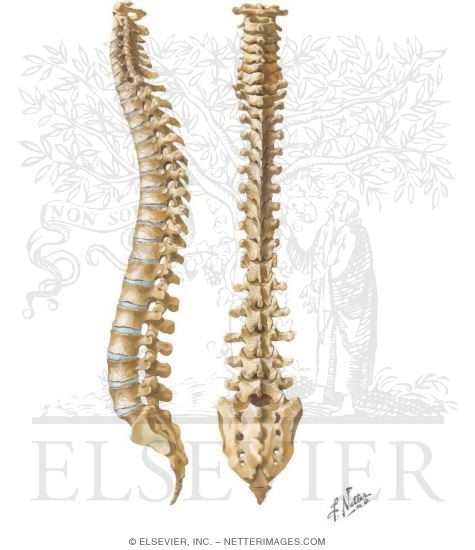 Vertebral Column: The Spine