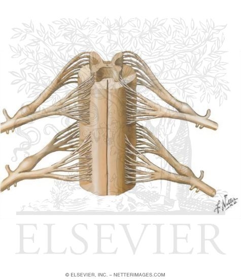 Spinal Cord: Nerves