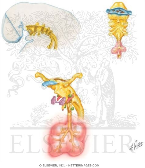 Embryology: Respiratory System