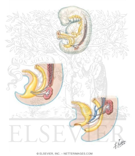 Embryology: Development of the Urinary System