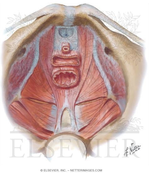 Pelvis: Muscles of the Pelvic Floor