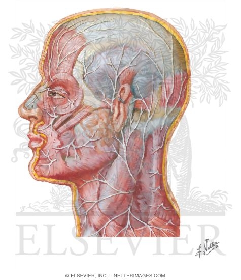 Face and Scalp: Cutaneous Nerves