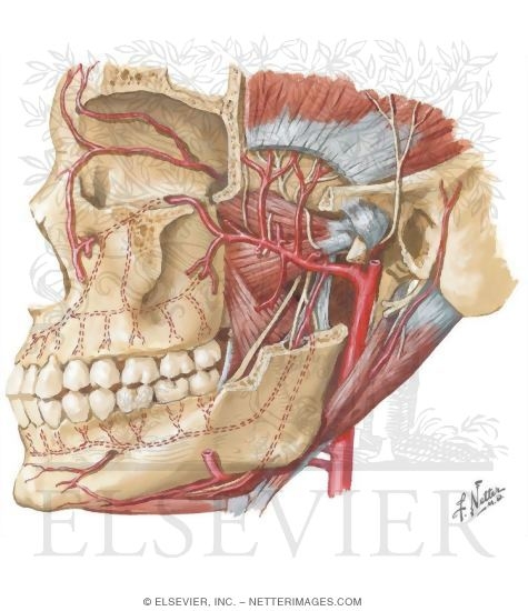 Temporal Region: Maxillary Artery