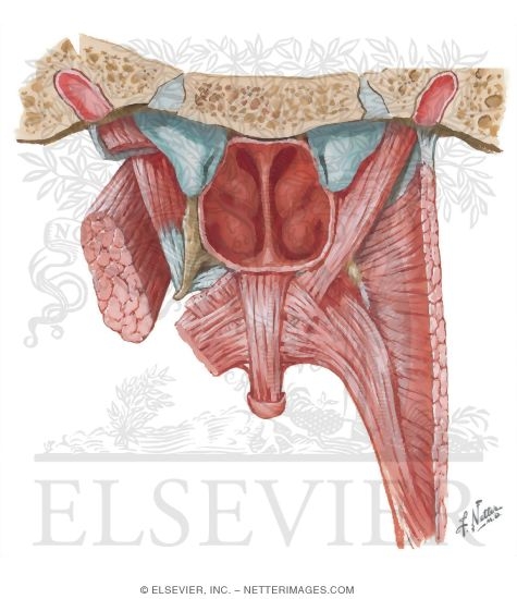 Oral Cavity: Palate