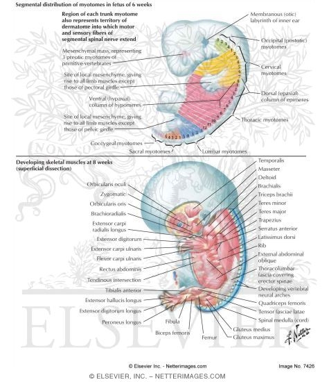 fetus at 6 weeks. of 6 Weeks-Developing